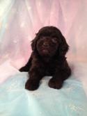 Blacker Than Black Female Bichon Poodle Puppy for sale in Iowa|Born April 5th 2013|Ready June 1st 2013|Iowa puppies, Iowa breeder, Purebredpups!